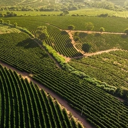 Brazil – Nơi Khởi Đầu Của Hàng Triệu Tách Cà Phê