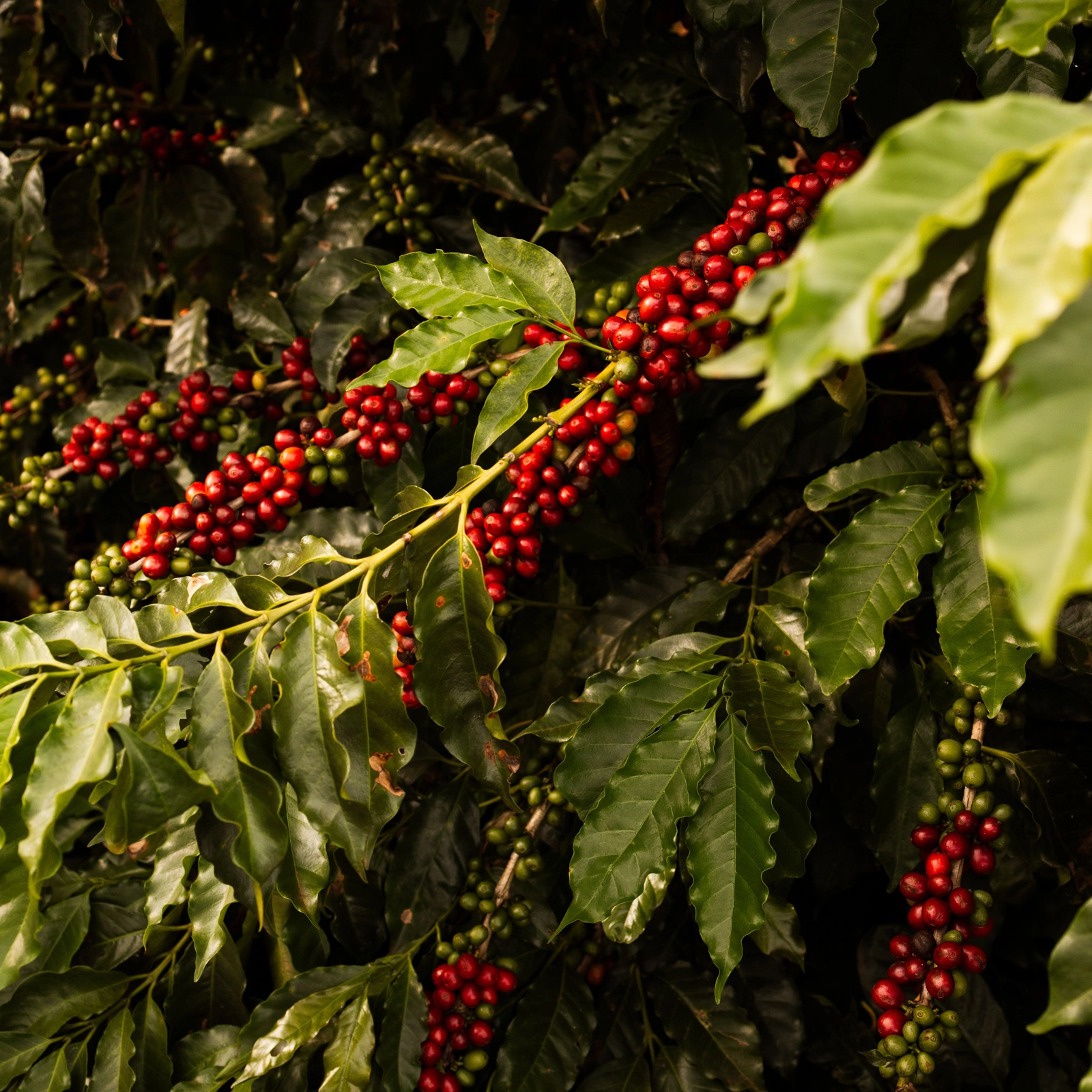 Brazil trên bản đồ Specialty Coffee