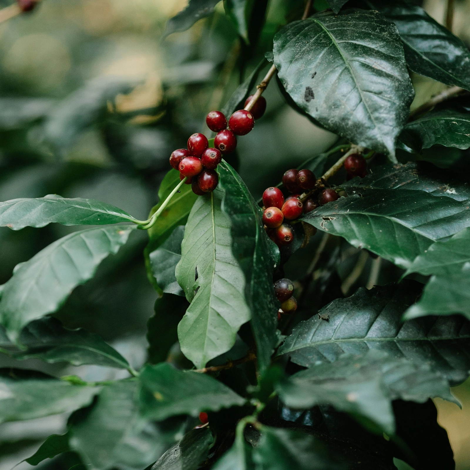 Ethiopia trên bản đồ Specialty Coffee