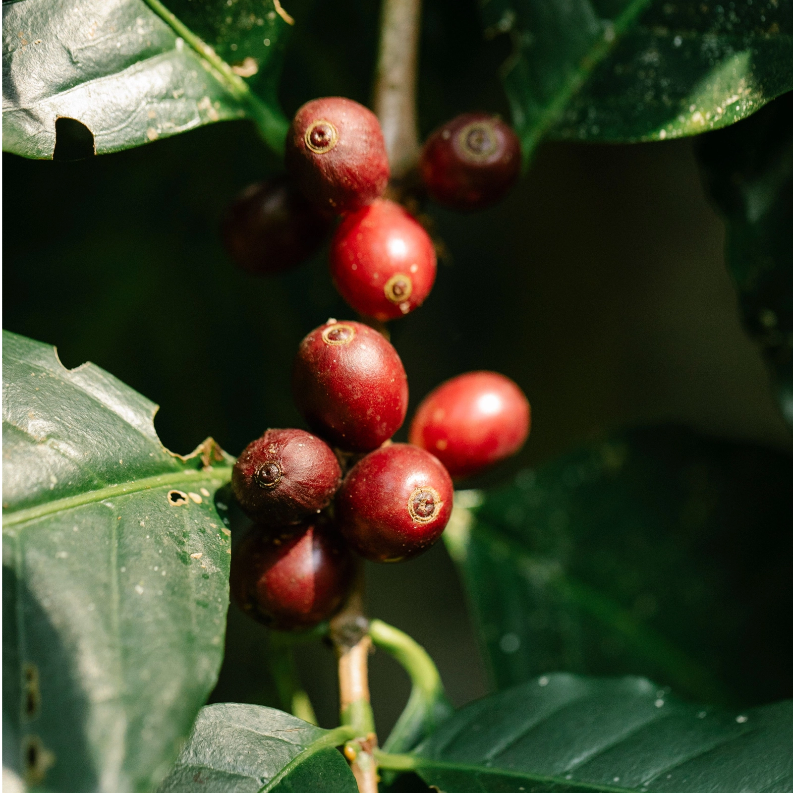 Điều kiện tự nhiên