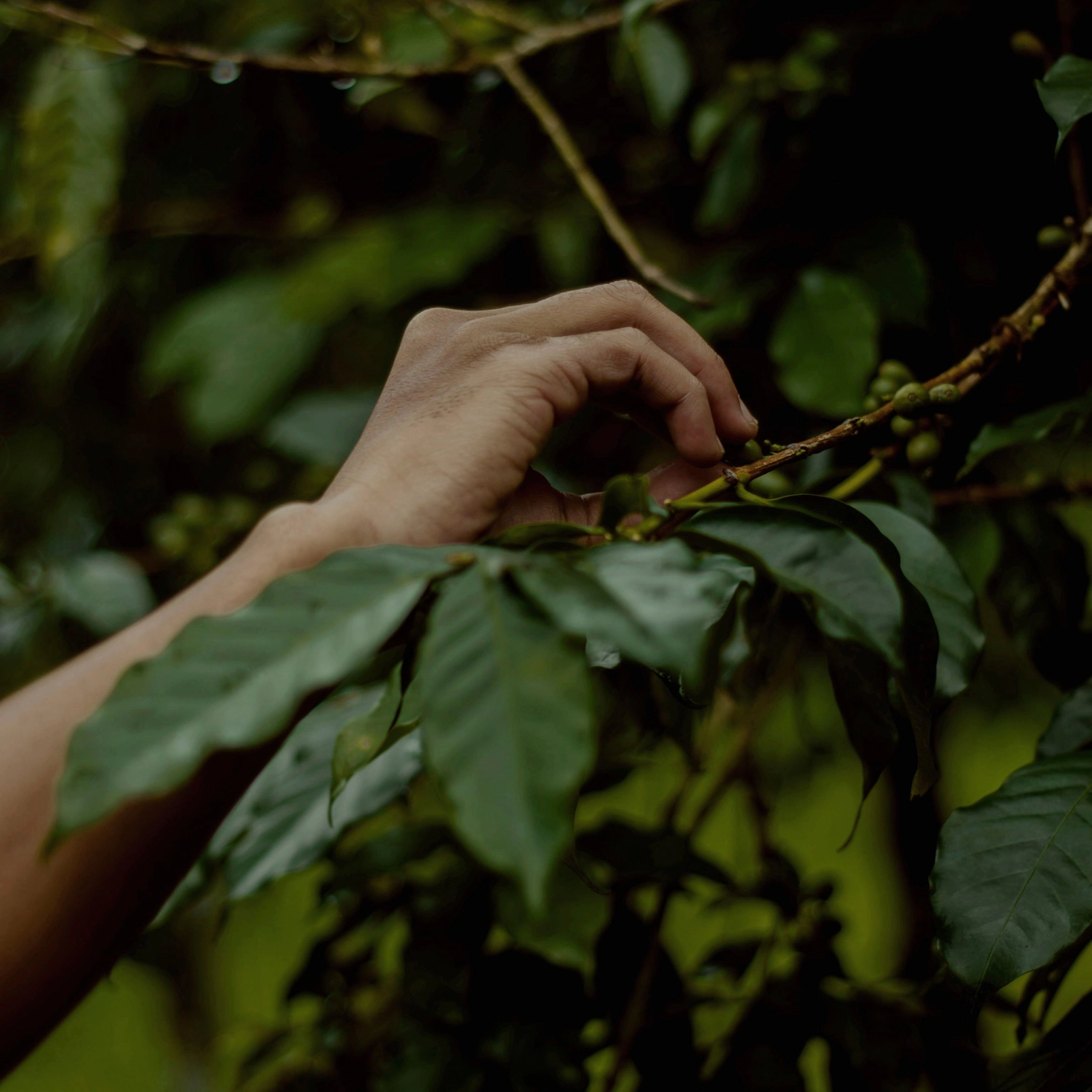 Cà phê Indonesia trên bản đồ Specialty Coffee
