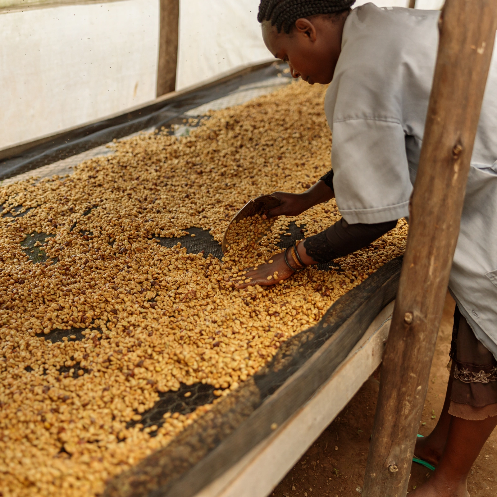 Các cấp độ Honey Process