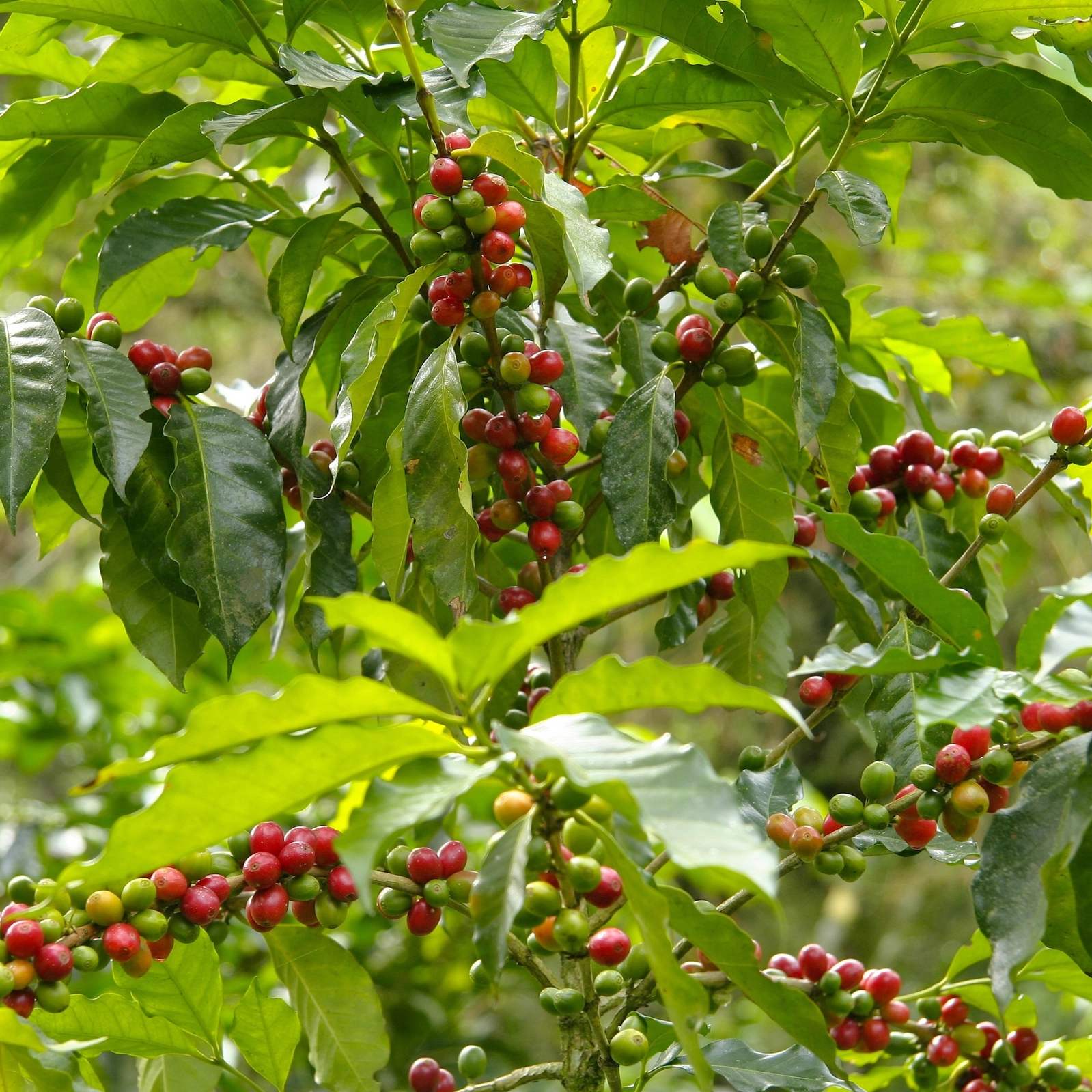 Giống cà phê