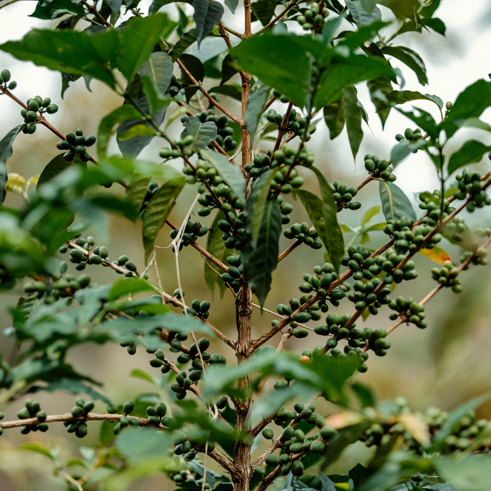 Một giống cây, nhiều cách kể