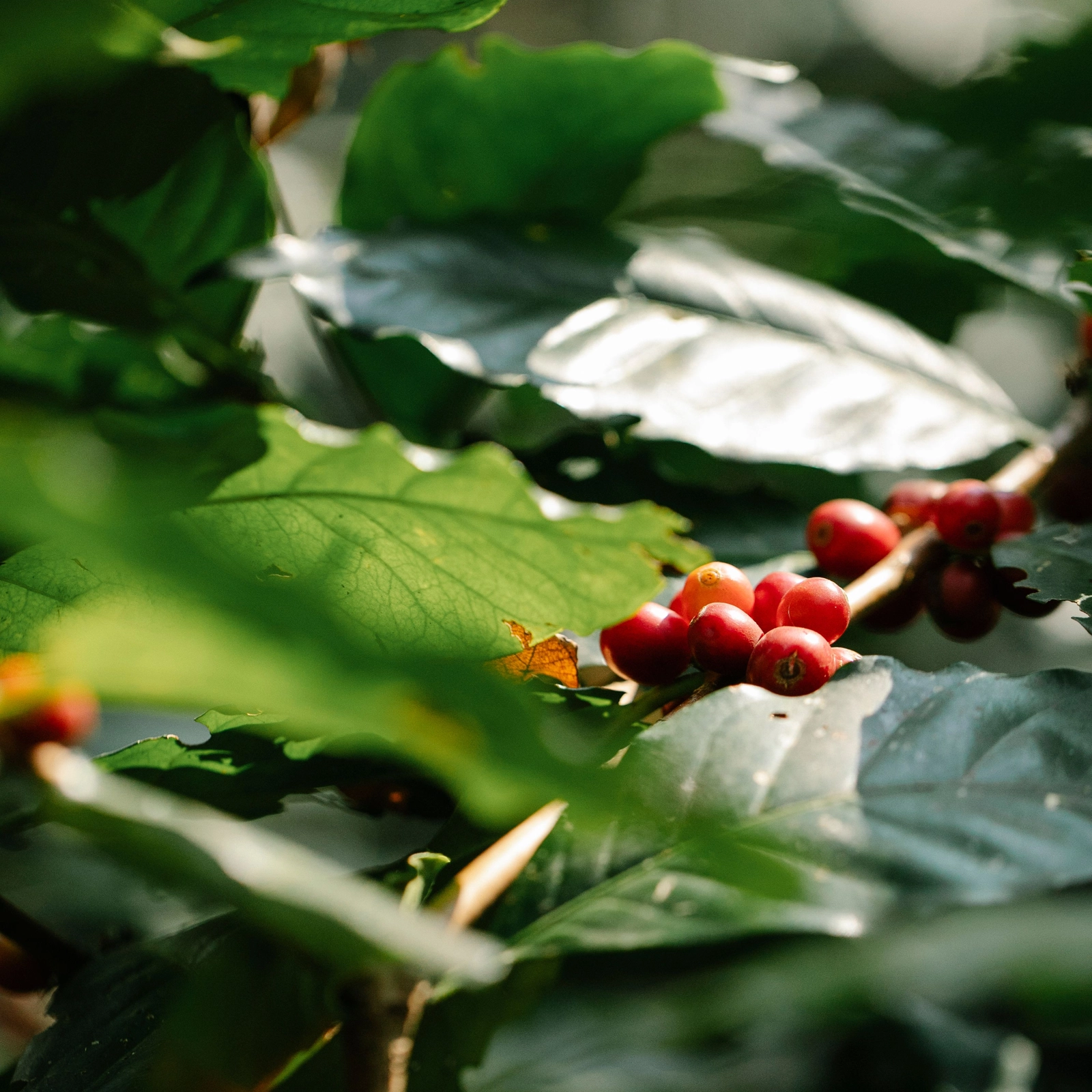 Nicaragua trong bản đồ Specialty Coffee