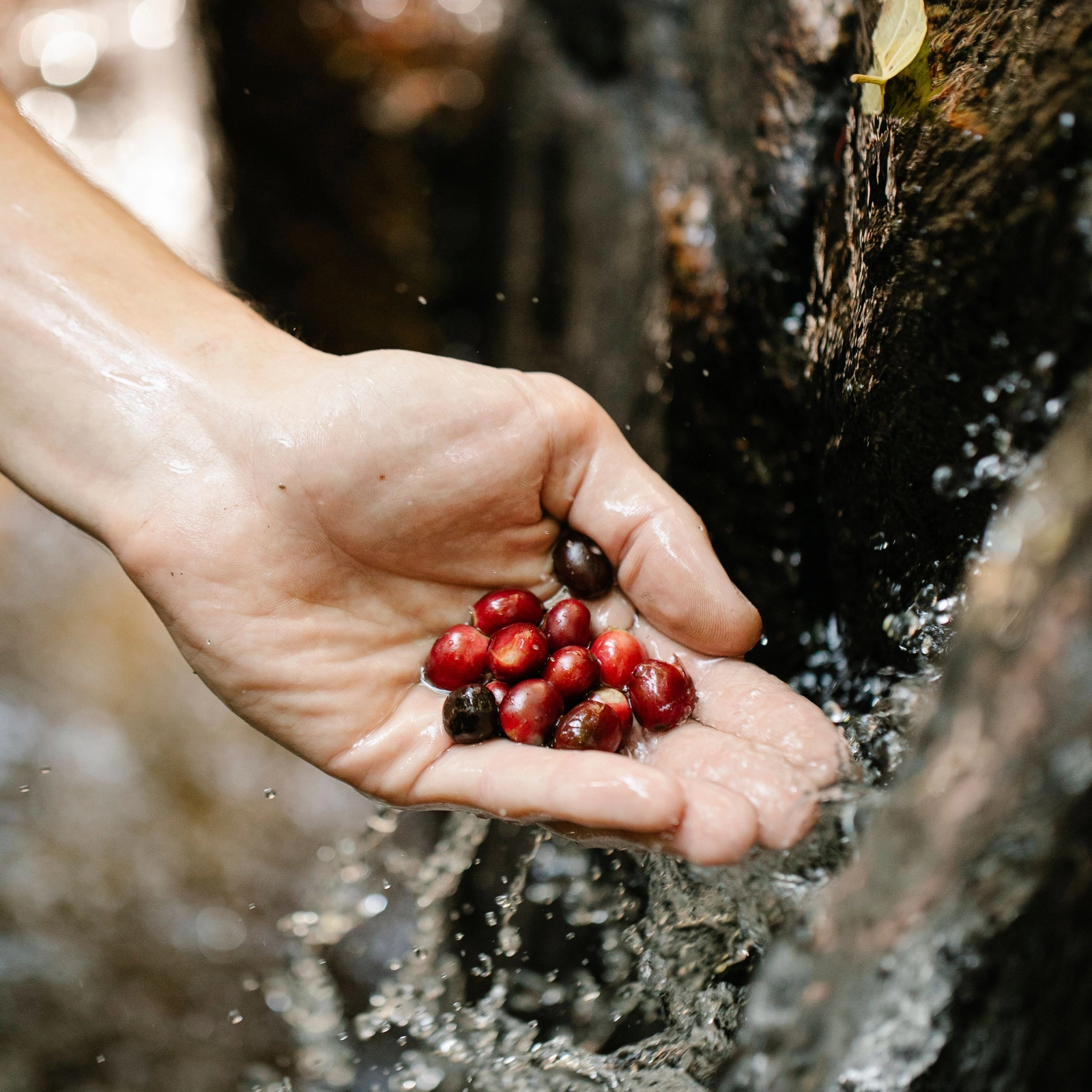 Costa Rica trên bản đồ Specialty Coffee