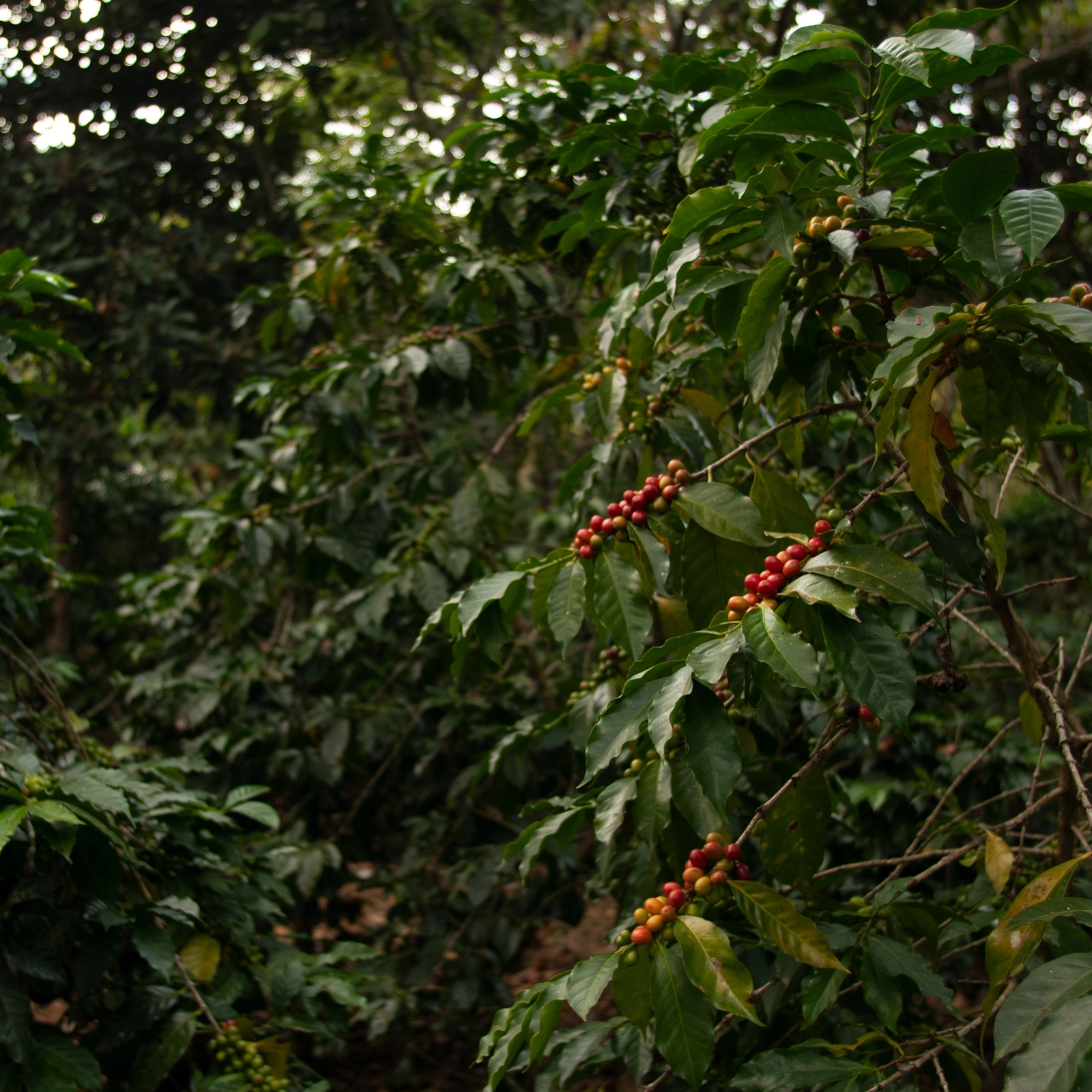 Costa Rica - Nơi sự đổi mới nâng tầm từng hạt cà phê