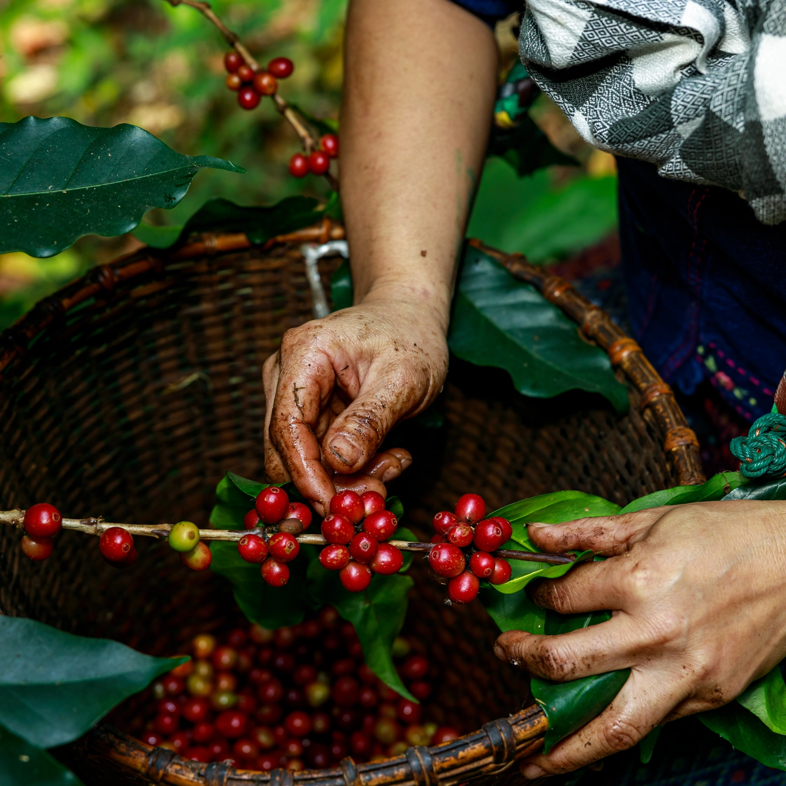 Các vùng cà phê nổi bật