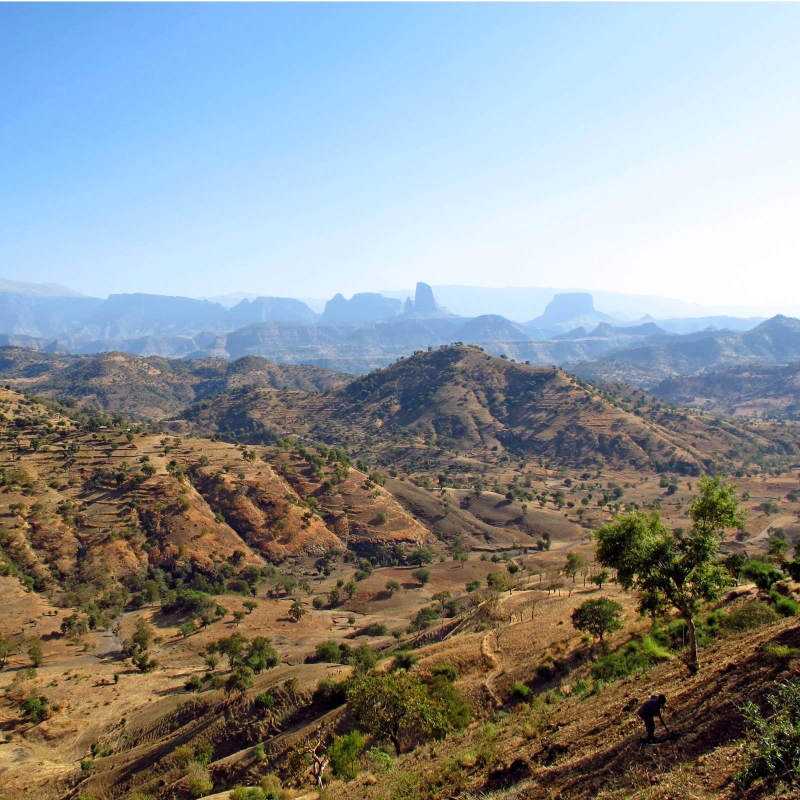 Cà Phê Ethiopia - Nơi hành trình của cà phê bắt đầu