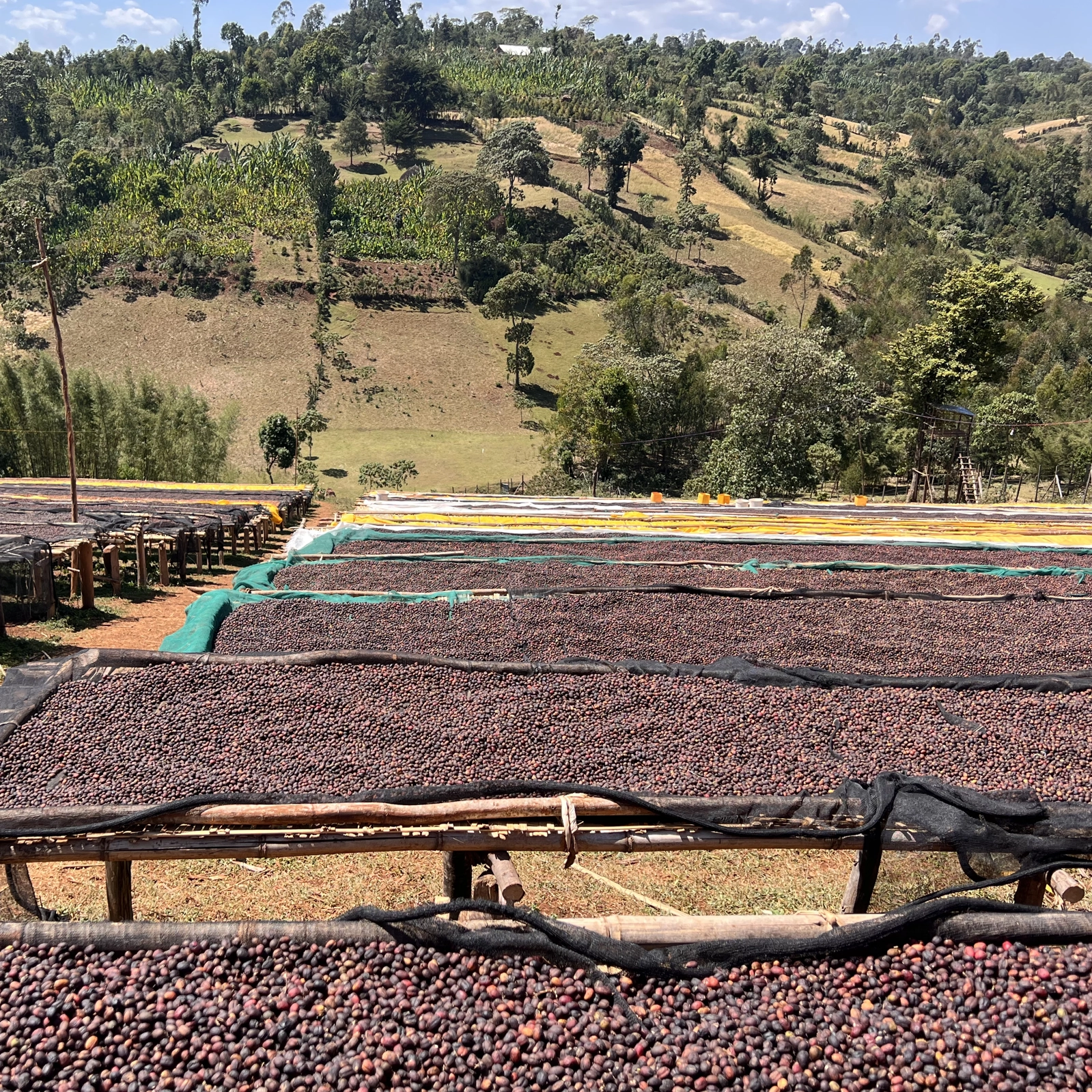 Ethiopia Guji Hambella Tora