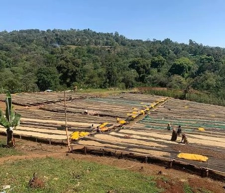 Ethiopia Guji Hambella