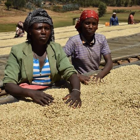 Ethiopia Guji Uraga Yabitu Koba
