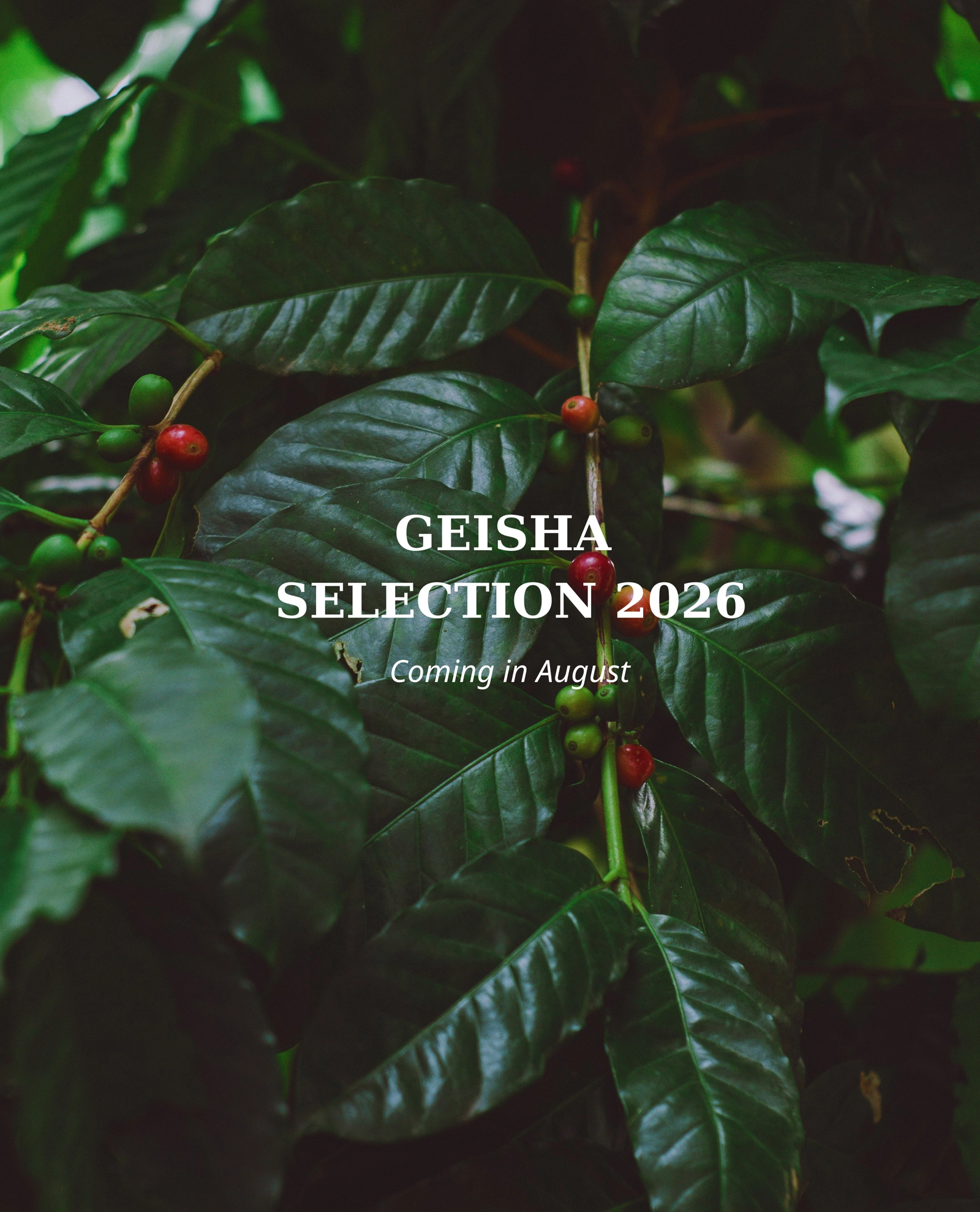 GEISHA SELECTION 2026