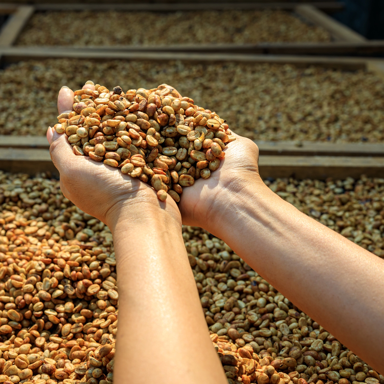 Honey Process – Khi sự cân bằng tạo nên những tầng hương vị tinh tế