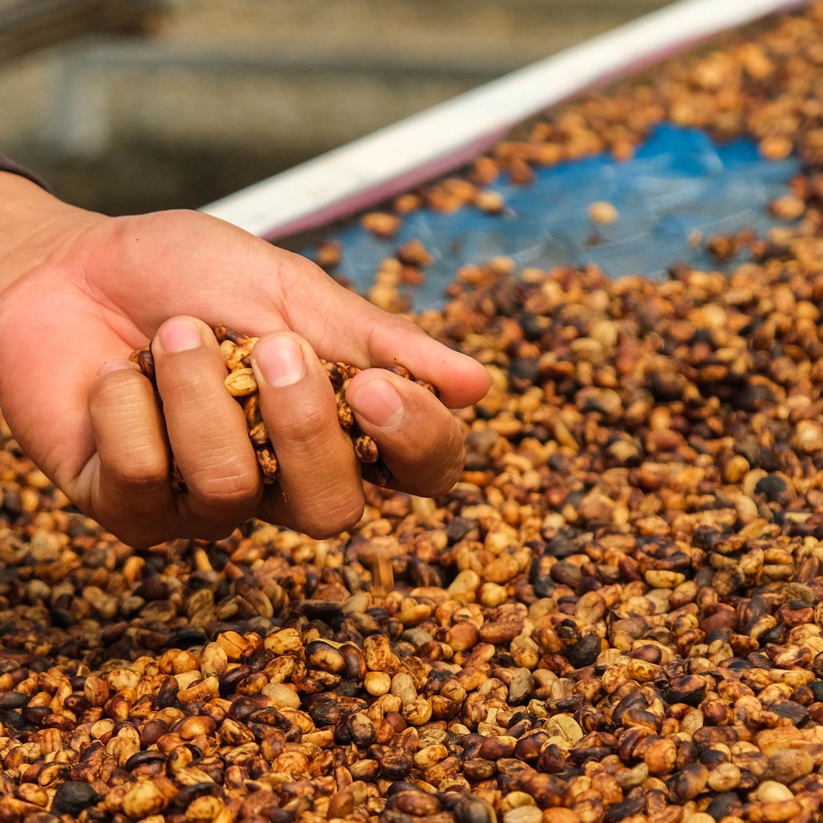 Honey Process