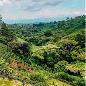Costa Rica Tarrazú Kinka Bear
