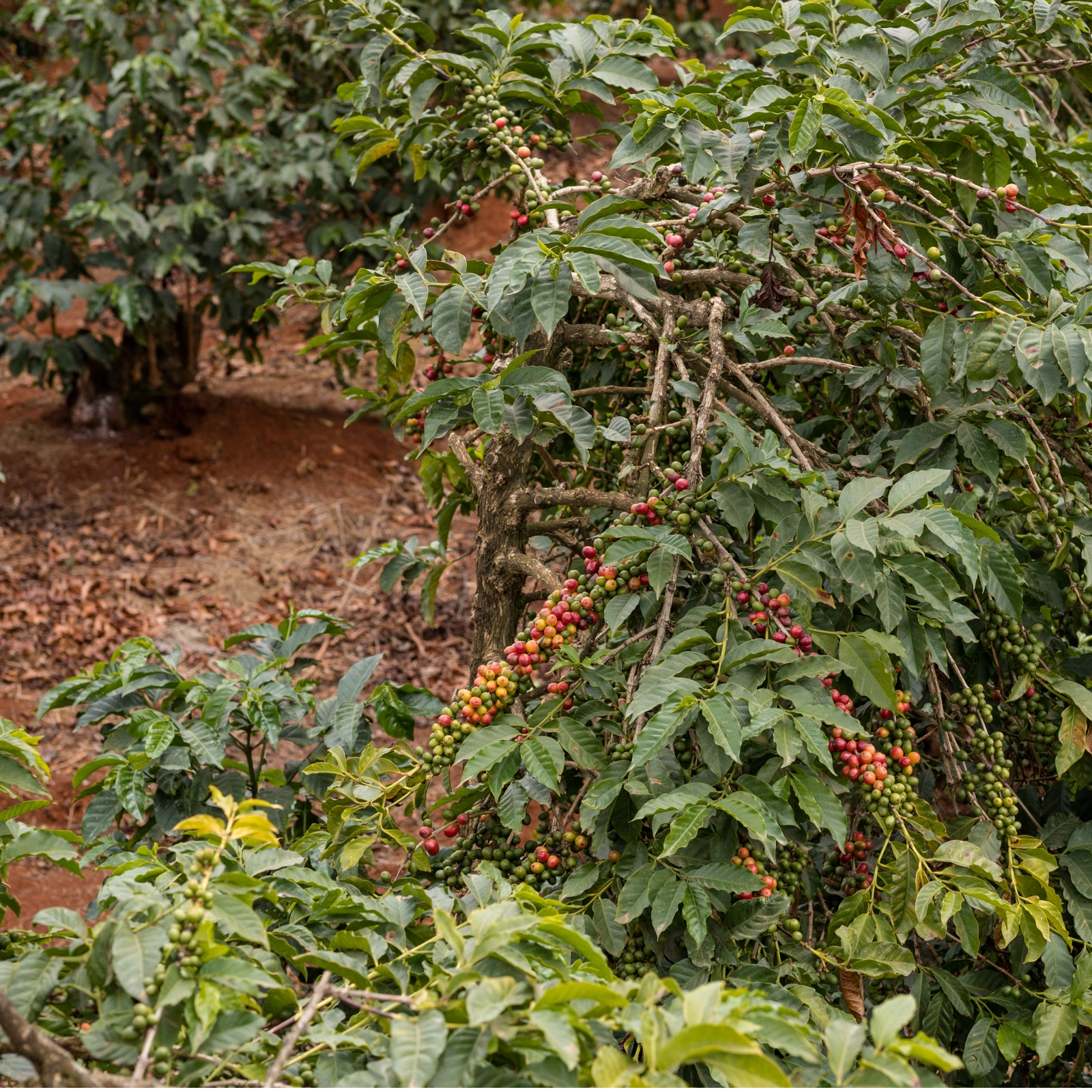 Kenya trên bản đồ Specialty Coffee