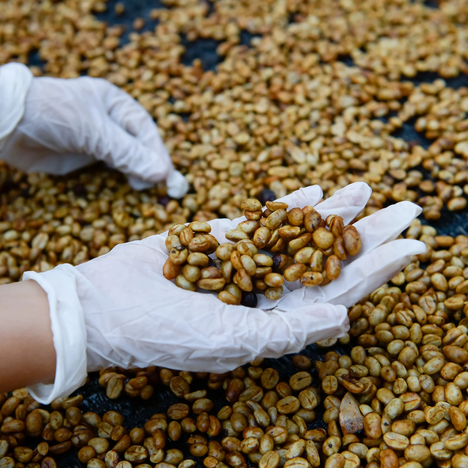 Những thách thức của Honey Process