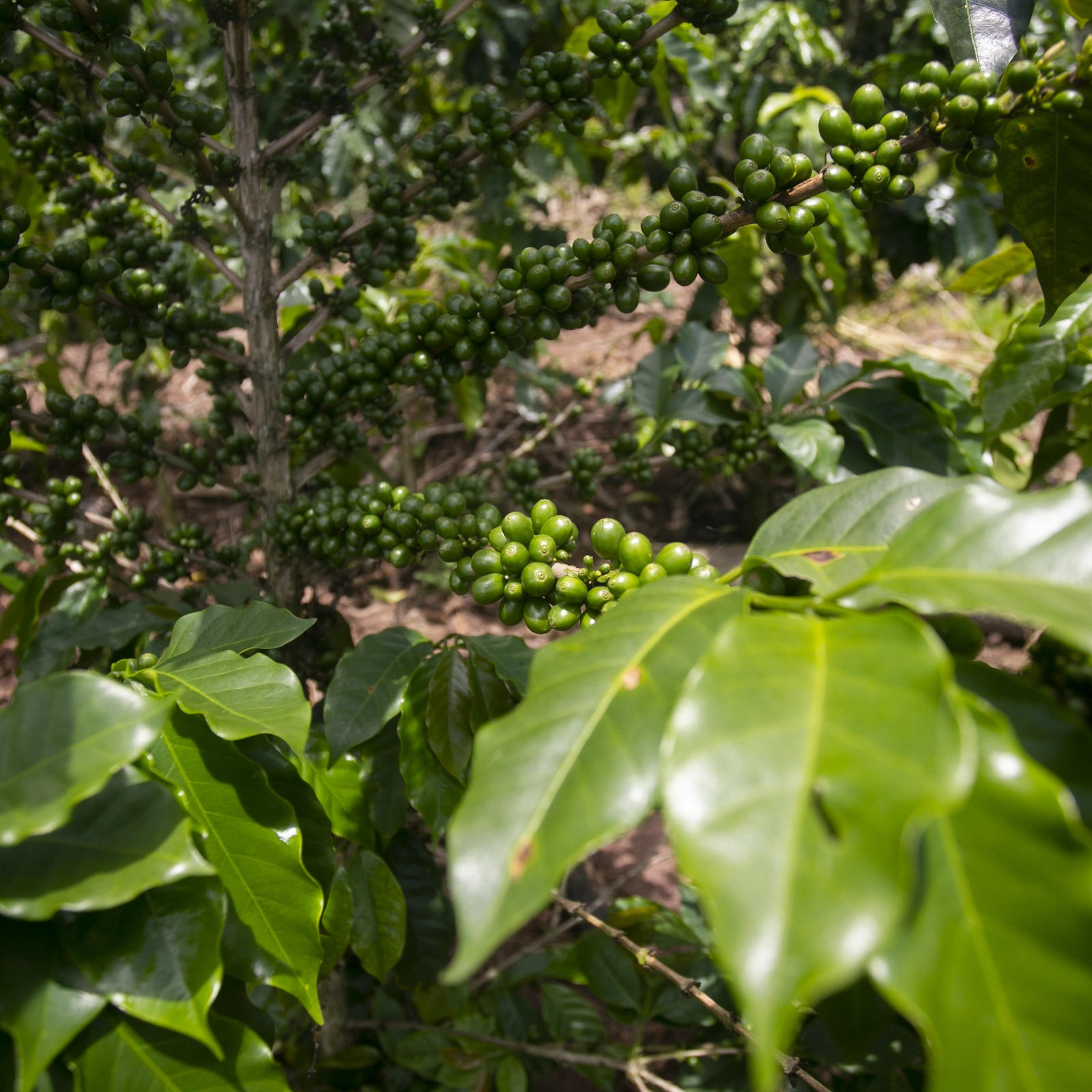 Giống Cà Phê SL-09 (Inca)