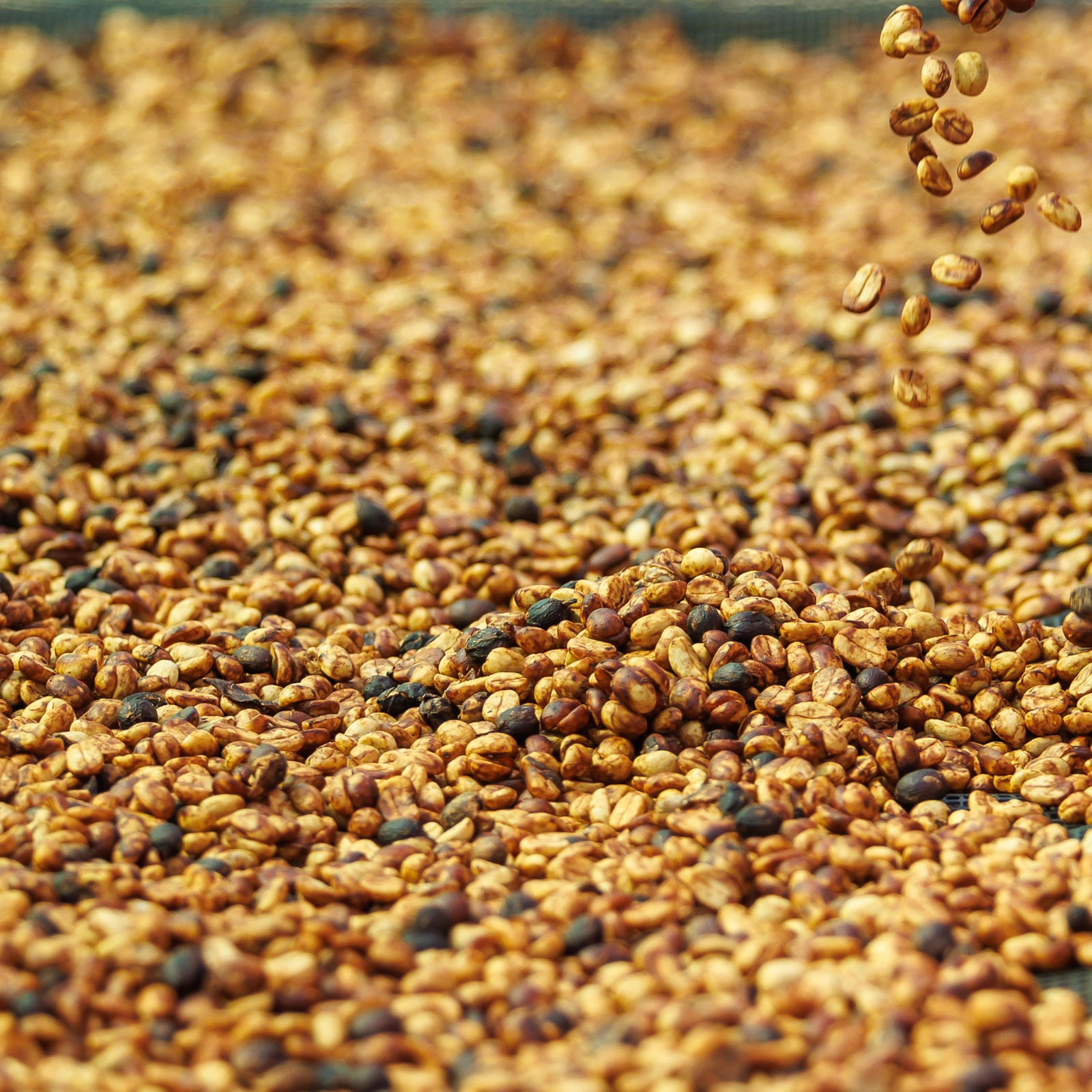 Quy trình Honey Process