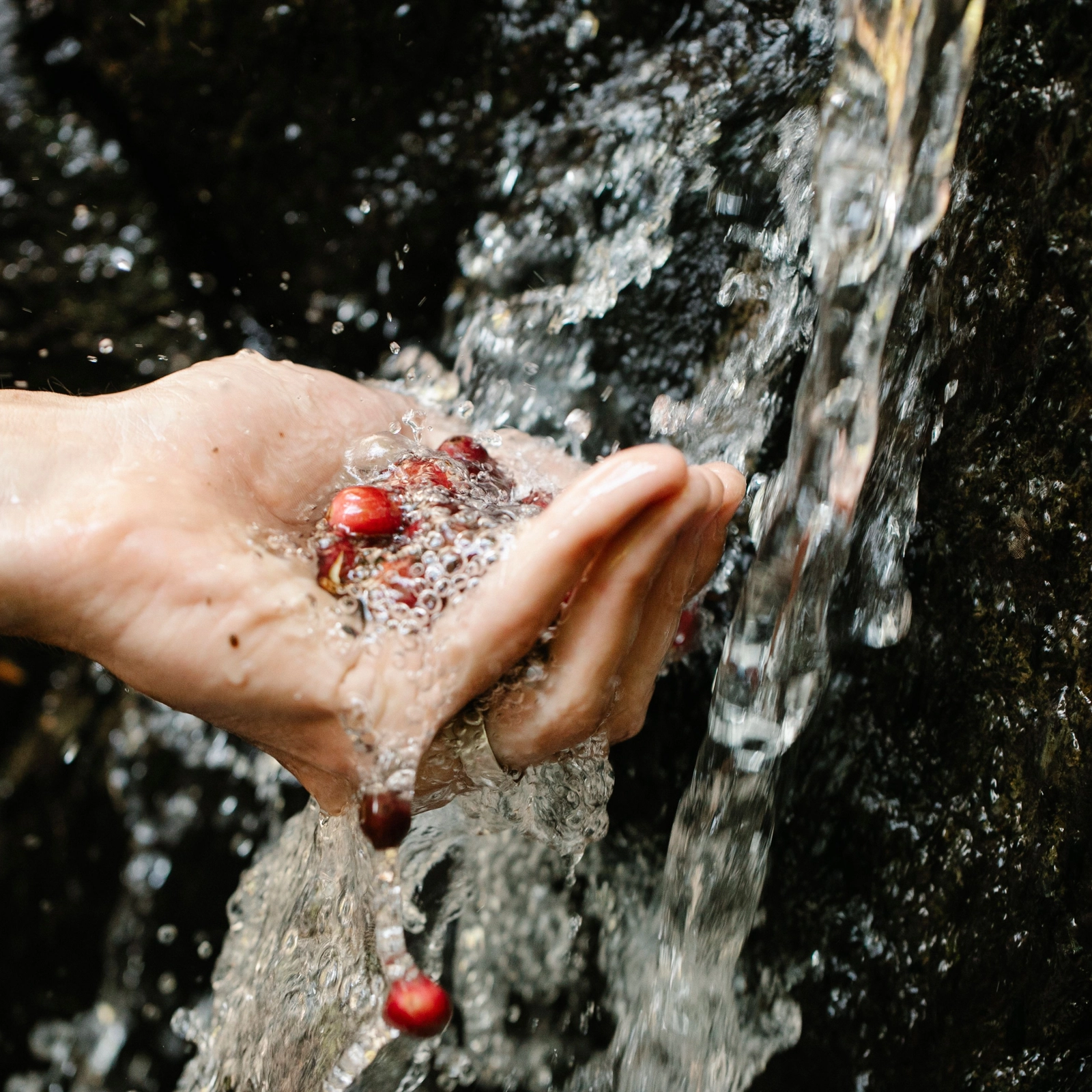 Washed ảnh hưởng đến hương vị như thế nào?