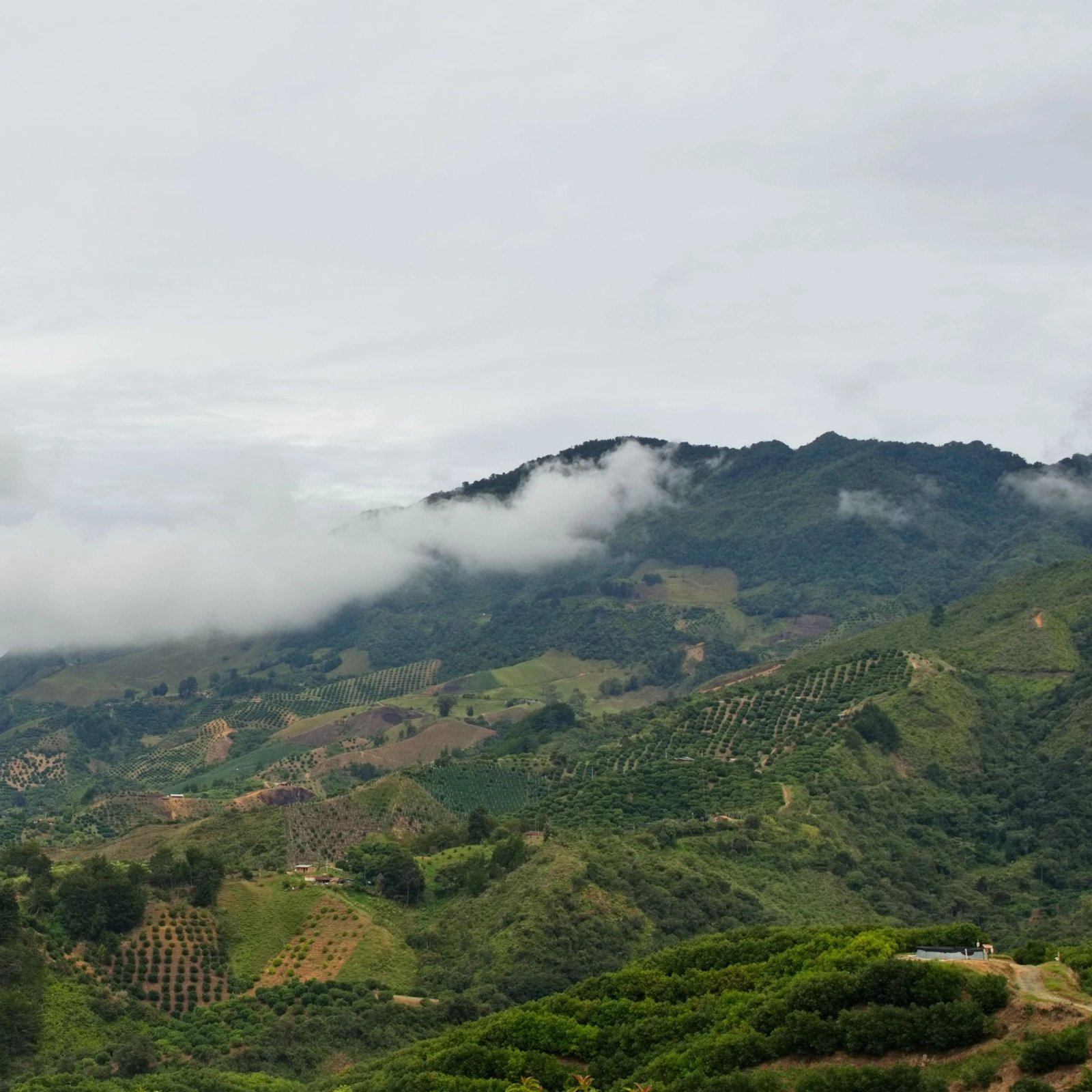 Vùng trồng