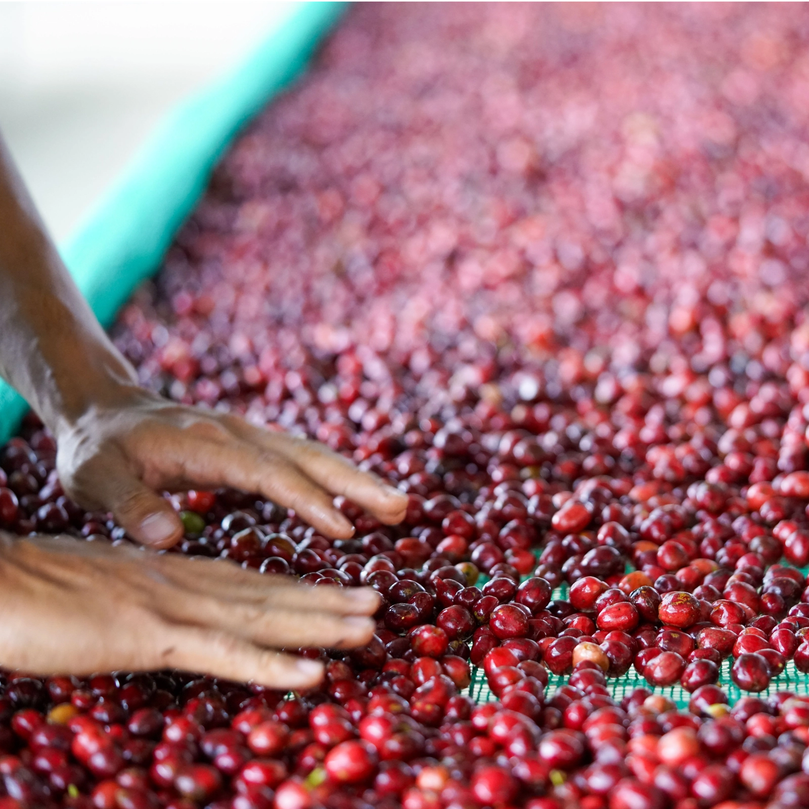 Việt Nam trên bản đồ Specialty Coffee