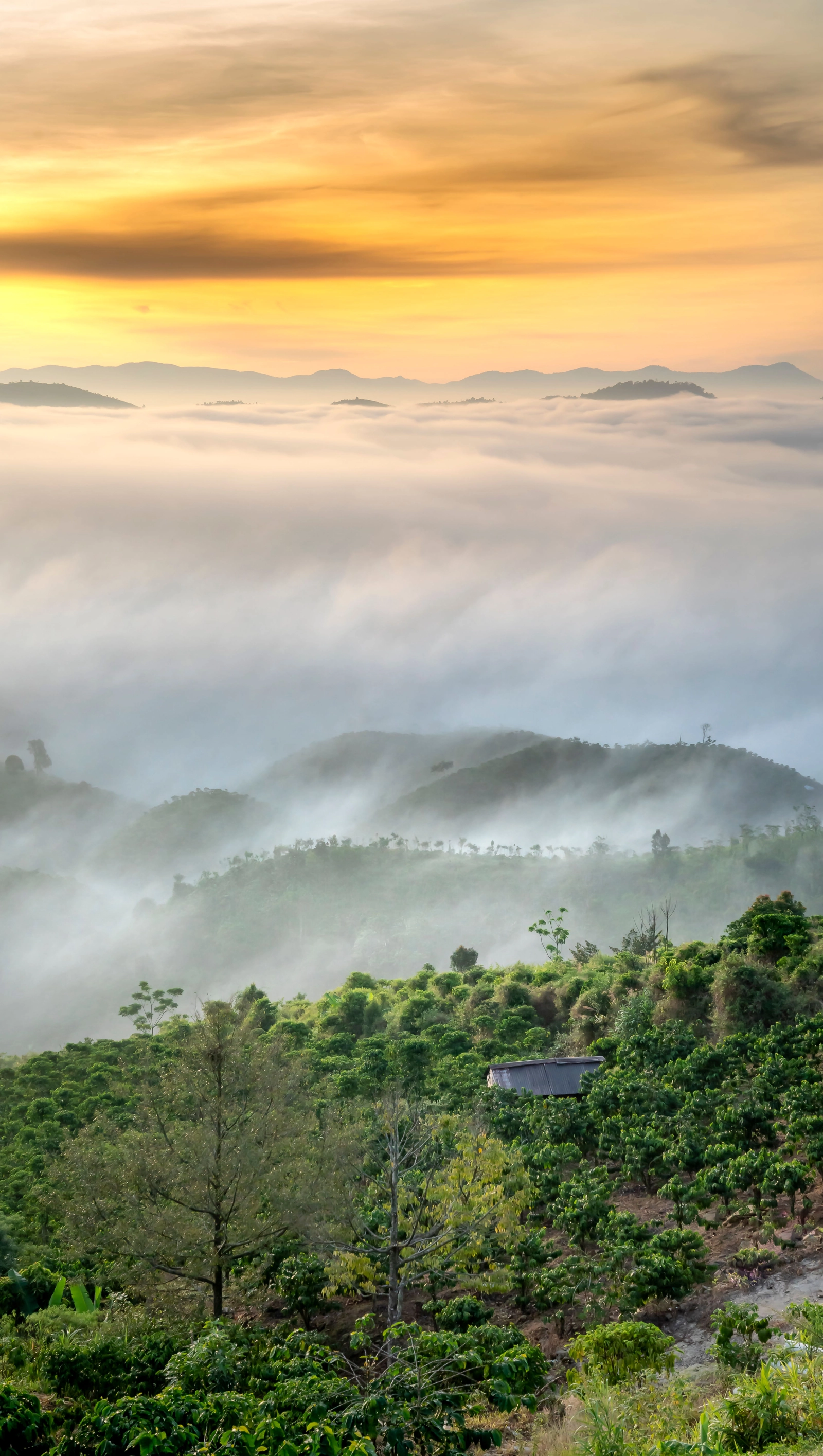 Việt Nam