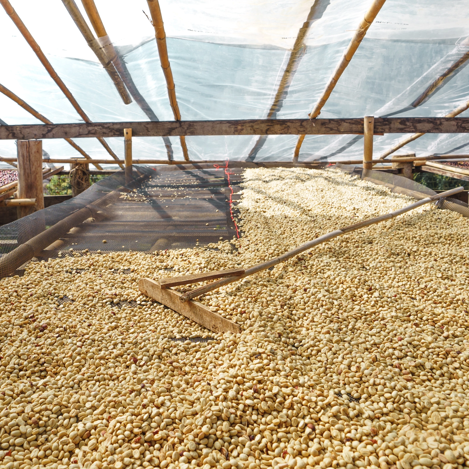 Ưu điểm của Washed Process