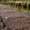 Coffee Processing Natural Process