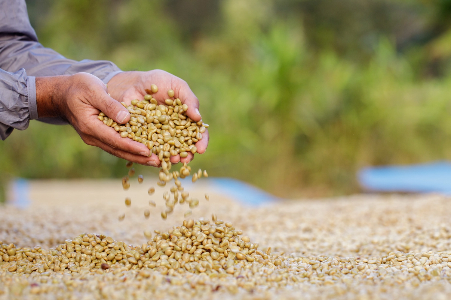 sơ chế c&agrave; ph&ecirc; đặc sản